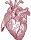 hypertension in the elderly